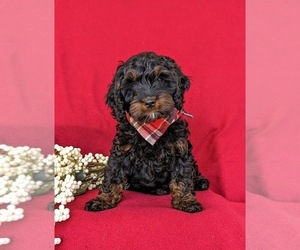 Cock-A-Poo Puppy for sale in NEW HOLLAND, PA, USA