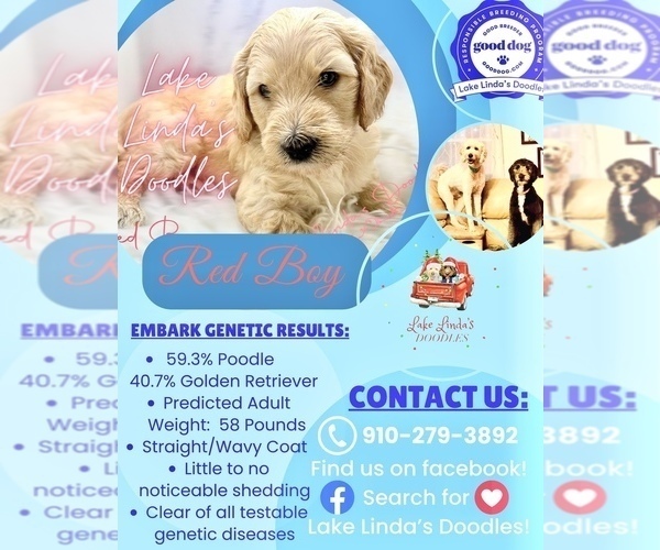 Medium Photo #8 Goldendoodle Puppy For Sale in HAMPSTEAD, NC, USA