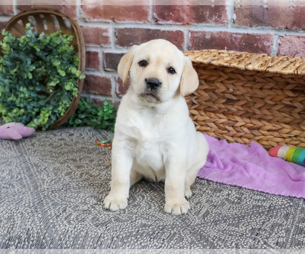 Medium Photo #2 Labrador Retriever Puppy For Sale in SYRACUSE, IN, USA
