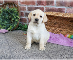 Small #1 Labrador Retriever