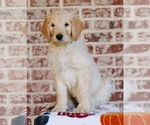 Puppy Hunter Goldendoodle