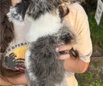 Small Photo #6 Yorkshire Terrier Puppy For Sale in BUSH, LA, USA