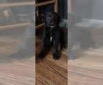 Small Photo #17 Shepradors Puppy For Sale in BELLEFONTE, DE, USA