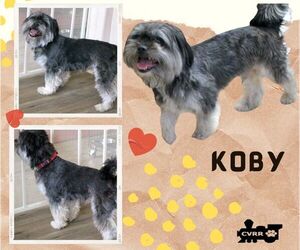 Medium Shih Tzu Mix