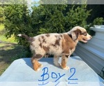 Litter of 7 - Male(s) and Female(s) Australian ShepherdLitter of Puppies for Sale - Photo #16