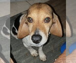 Small #4 Beagle