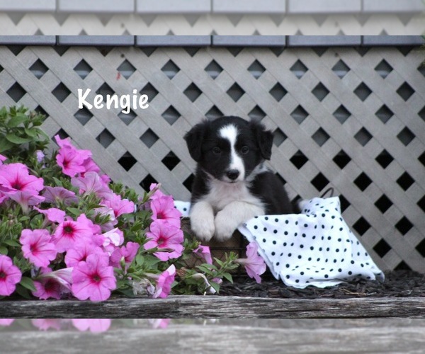 Medium Photo #5 Border Collie Puppy For Sale in BLOOMINGTON, WI, USA