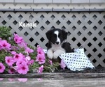 Small Photo #5 Border Collie Puppy For Sale in BLOOMINGTON, WI, USA