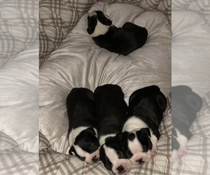 Boston Terrier Puppy for sale in LAUREL, MS, USA