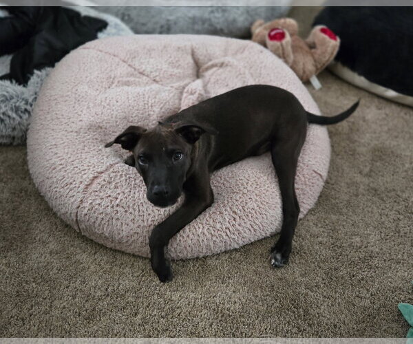 Medium Photo #17 American Pit Bull Terrier-Unknown Mix Puppy For Sale in Minneapolis, MN, USA