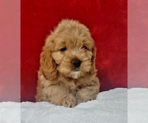 Medium Photo #8 Cockapoo Puppy For Sale in MIAMI, FL, USA