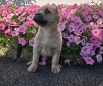 Puppy Harley Cane Corso