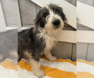 Mutt Dogs for adoption in Pacolet, SC, USA