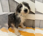 Small Mutt