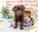 Small #3 Labrador Retriever