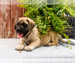 Small Photo #51 Mastiff Puppy For Sale in WAKARUSA, IN, USA