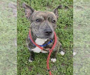 American Staffordshire Terrier Dogs for adoption in Fort Lauderdale, FL, USA