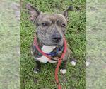 Small American Staffordshire Terrier