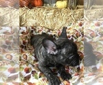 Small #4 French Bulldog