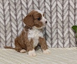 Small Photo #29 Cavapoo (Miniature) Puppy For Sale in GOSHEN, IN, USA