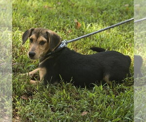 Luna - Female Beagle Dog for Adoption - Photo #2
