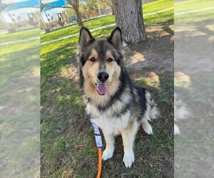 Siberian Husky-Unknown Mix Dogs for adoption in Las Vegas, NV, USA