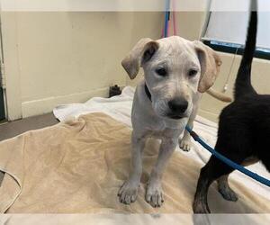 Labrador Retriever-Unknown Mix Dogs for adoption in Pasadena, CA, USA