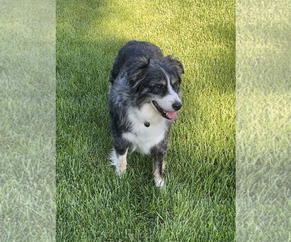 Medium Photo #3 Australian Shepherd-Unknown Mix Puppy For Sale in Princeton, MN, USA