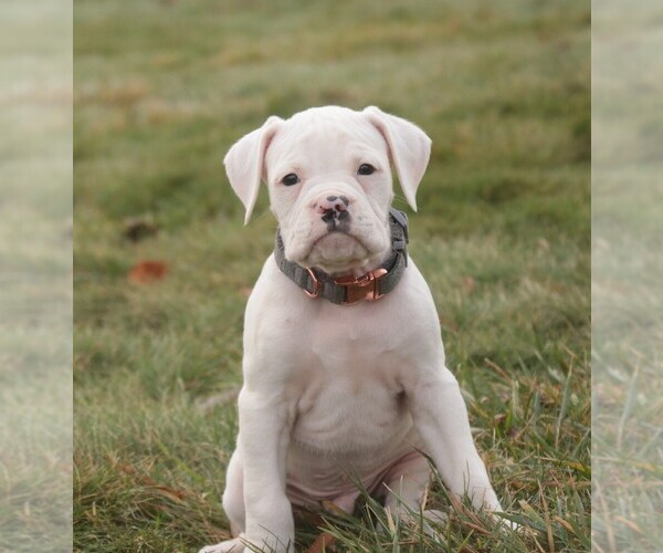 Medium Photo #3 Boxer Puppy For Sale in SHIPSHEWANA, IN, USA