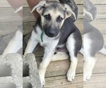 Small #6 German Shepherd Dog