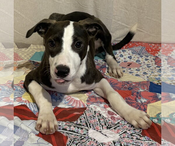 Medium Photo #2 American Pit Bull Terrier-Unknown Mix Puppy For Sale in Wetumpka, AL, USA