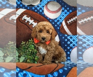 Poodle (Miniature) Puppy for sale in NEW PROVIDENCE, PA, USA