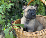 Small #9 Belgian Malinois