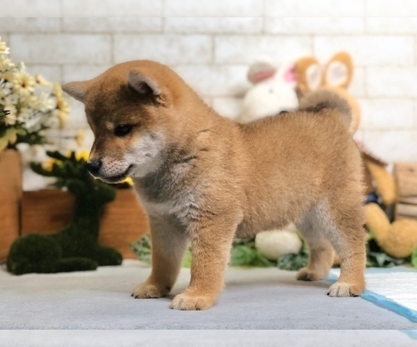 Medium Photo #7 Shiba Inu Puppy For Sale in NEWARK, DE, USA