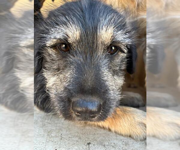 Medium Photo #1 Mutt Puppy For Sale in Oklahoma City, OK, USA