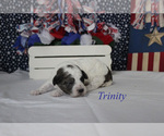 Trinity - Female Poodle (Miniature) Puppy for Sale - Photo #9