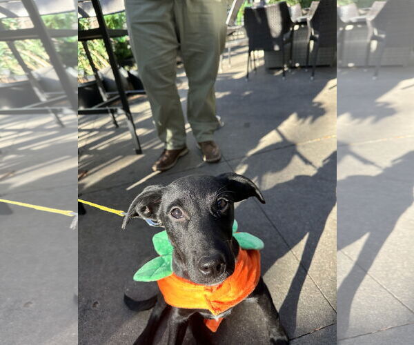 Medium Photo #2 Labrador Retriever-Unknown Mix Puppy For Sale in Overland Park, KS, USA