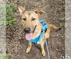 Collie-Unknown Mix Dogs for adoption in Fort Worth, TX, USA