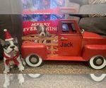 Puppy Jack Boston Terrier