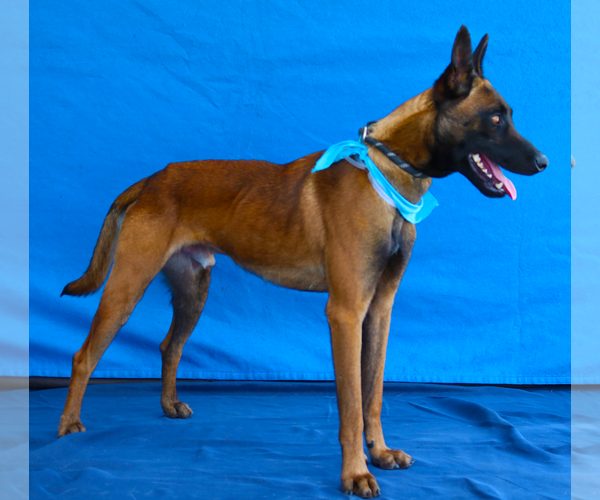 Medium Photo #2 Mutt Puppy For Sale in Pasadena, CA, USA