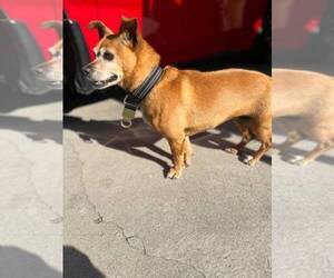 Chihuahua-Chiweenie Mix Dogs for adoption in LOS ANGELES, CA, USA