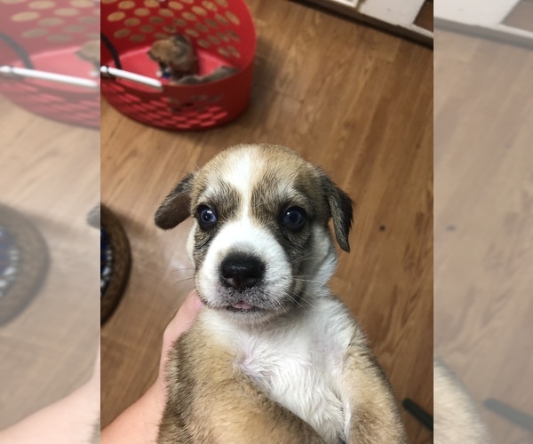 Medium Photo #5 Beagle-Siberian Husky Mix Puppy For Sale in SULPHUR, LA, USA