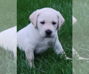Labrador Retriever Puppy for sale in MANTON, MI, USA