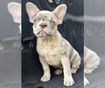 Puppy Blondie French Bulldog