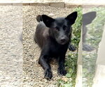 Small Mutt