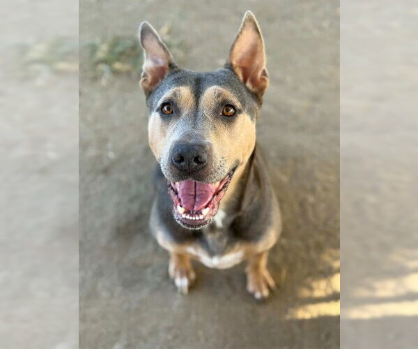 Medium Photo #2 American Pit Bull Terrier-Unknown Mix Puppy For Sale in Riverside, CA, USA
