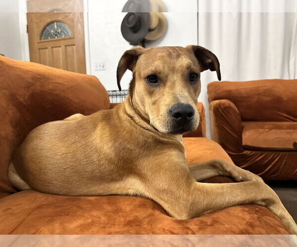 Medium Photo #4 Black Mouth Cur-Unknown Mix Puppy For Sale in Queen Creek, AZ, USA