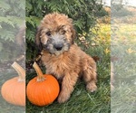 Small #2 Mini Whoodle (Wheaten Terrier/Miniature Poodle)
