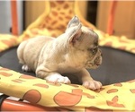 Small #6 French Bulldog