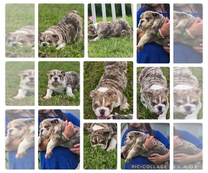 Bulldog Puppy for sale in CORBIN, KY, USA